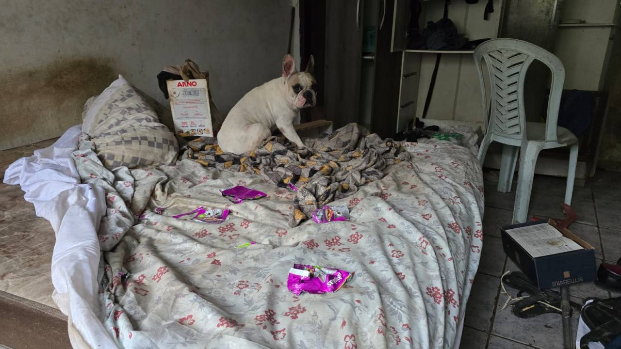 Além dos cadáveres, havia diversos cães vivendo entre fezes e restos de comida deteriorada.