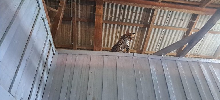 Durante a vistoria na fazenda, os agentes do Ibama encontraram a jaguatirica em cima de um guarda-roupa dentro de um dos quartos da residência