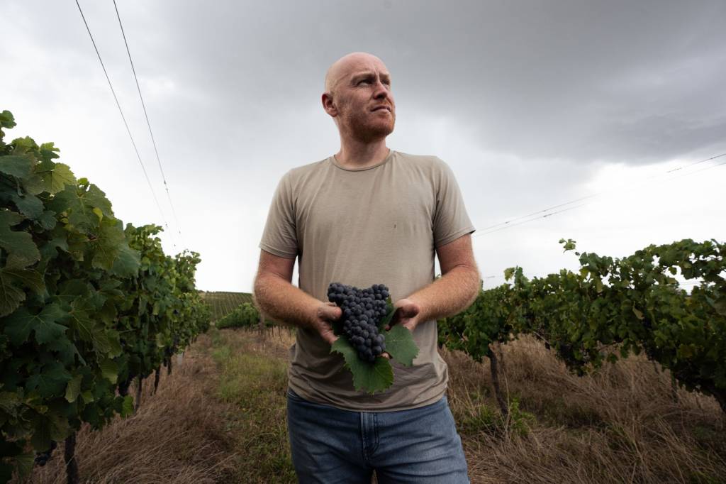 Nebbiolo, a famosa variedade italiana que está se multiplicando no Brasil