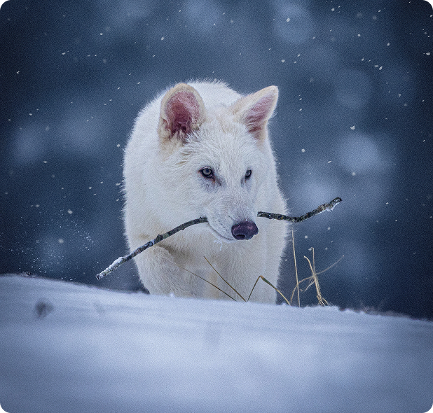 Estamos revivendo espécies extintas ou apenas criando réplicas modernas?