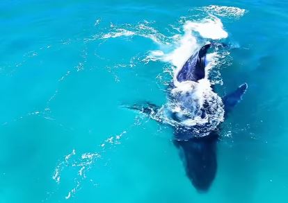 Baleia jubarte avistada na Praia Grande, em Arraial do Cabo, na Região dos Lagos fluminense