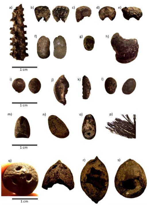 Figura 3 Exemplos das sementes, fragmentos de espigas e outras partes de plantas encontrados nas escavações. A imagem mostra grãos de milho, feijão e mandioca, além de sementes de espécies nativas como jerivá, paineira, timbaúva, xaxim e outras plantas usadas na alimentação, em rituais ou no cotidiano dos Guarani.
