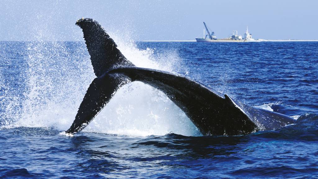 Cresce a pressão por medidas para evitar colisões entre navios e baleias