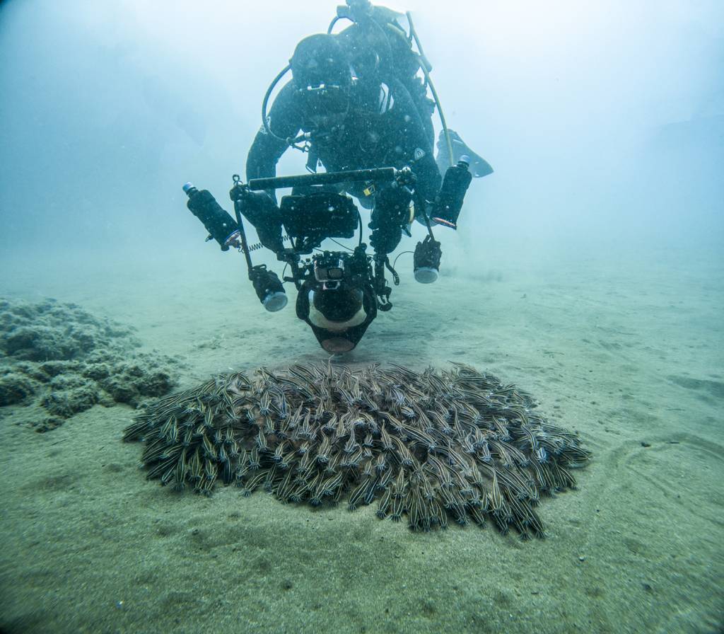 GettyImages-1244486256.jpg INOVAÇÃO - No fundo do mar: mergulho com câmeras à prova de pressão