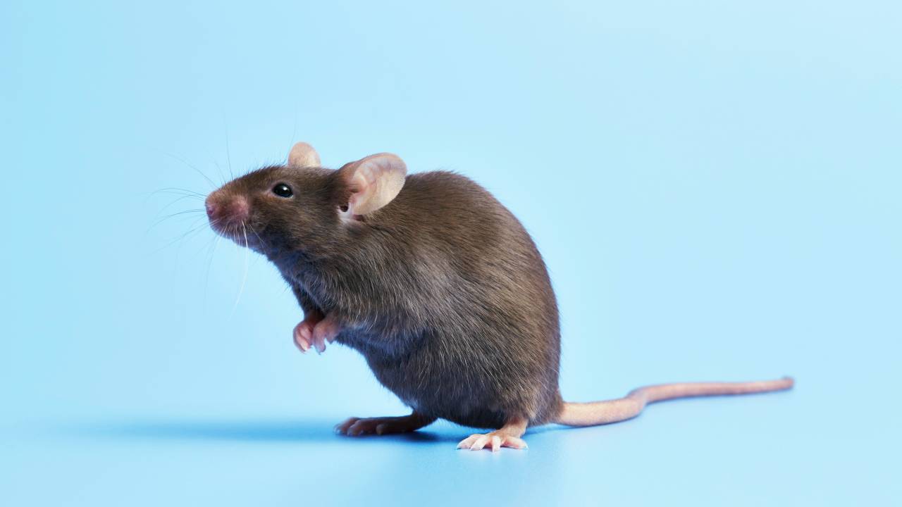 EXPERIMENTO COM ANIMAIS - Emagrecimento: desvendado mecanismo de hormônio intestinal