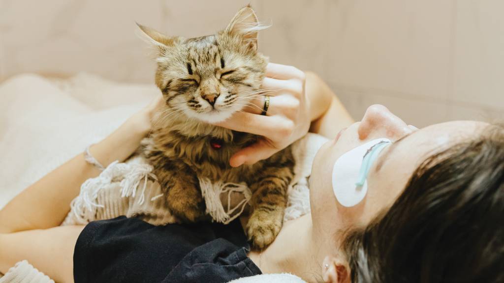 Portrait of a sleeping cat at the feet of a woman. Portrait of a young beautiful purebred sleeping cat lying dozing on the chest of a female client, who scratches her chin and lying on a cosmetology table in a home beauty salon, for whom the master did eyelash lifting, bottom side view close-up with depth of field.