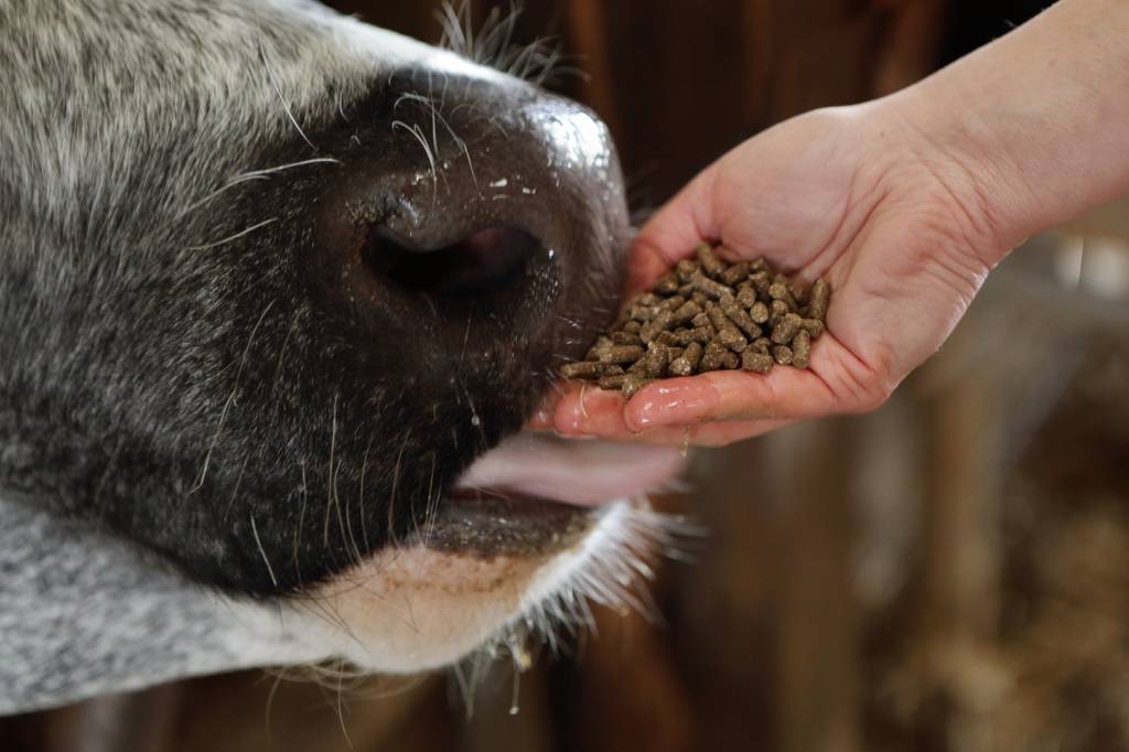 Antraz: República Democrática do Congo tem surto e Tailândia registra morte