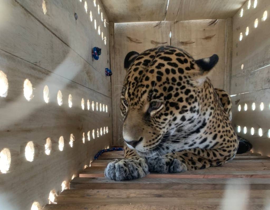 Ruana durante o transporte aéreo para São Paulo, realizado em caixa especial que garantiu conforto e segurança ao animal ao longo do trajeto. Ruana durante o transporte aéreo para São Paulo, realizado em caixa especial que garantiu conforto e segurança ao animal ao longo do trajeto.