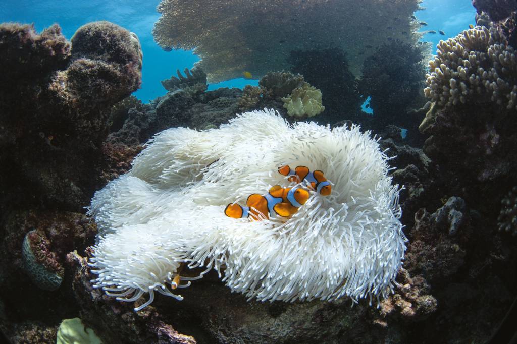 (arte)—OceanImageBank_TheOceanAgency_Bleaching_11.jpg BRANCO TOTAL - Desaparecimento das algas: ameaça a toda uma cadeia alimentar