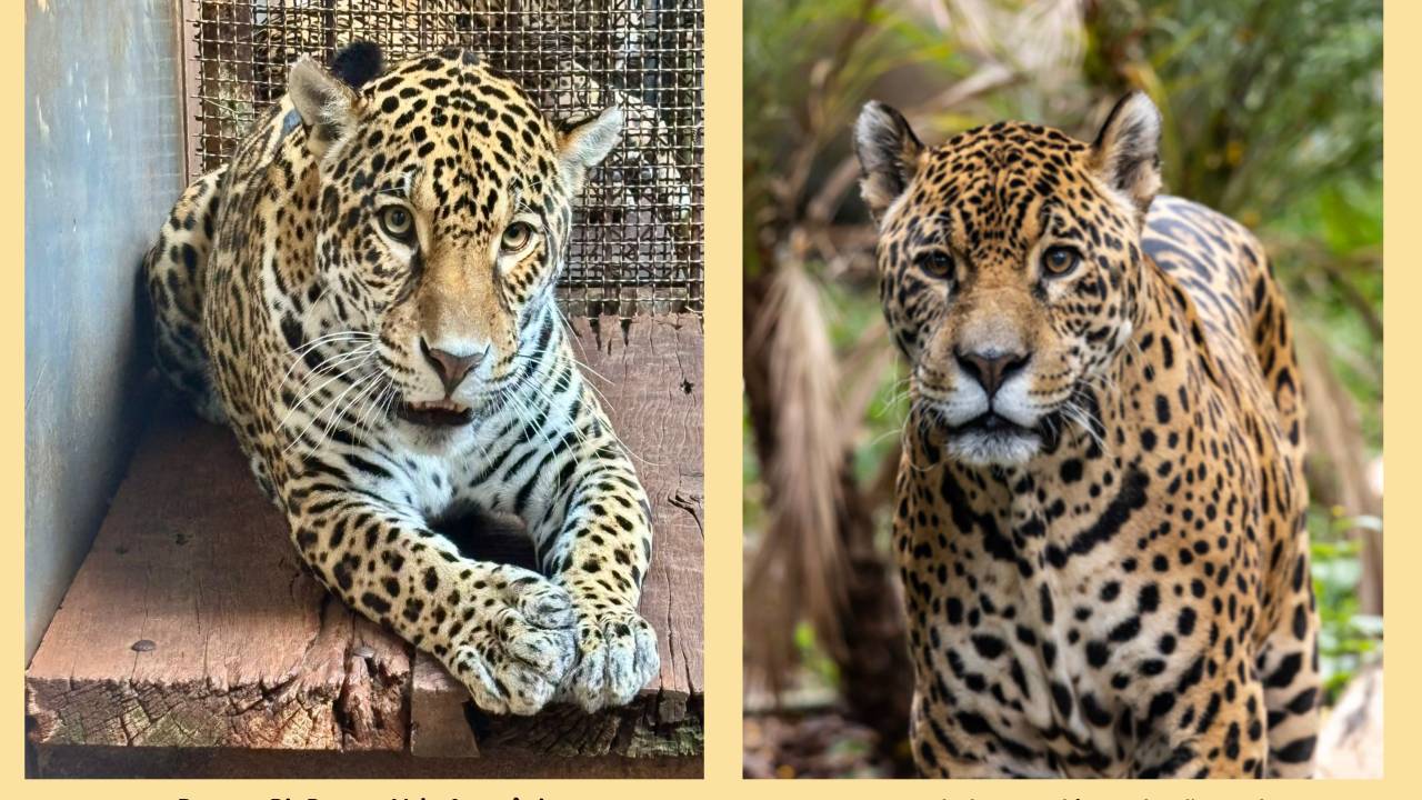 Ruana, vinda do Pará, e Raimundinho, residente do Zoológico de São Paulo, integram projeto de conservação que busca fortalecer a reprodução da onça-pintada no Brasil.