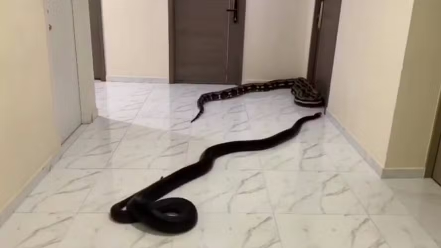 Homem solta cobras no corredor em forma de protesto
