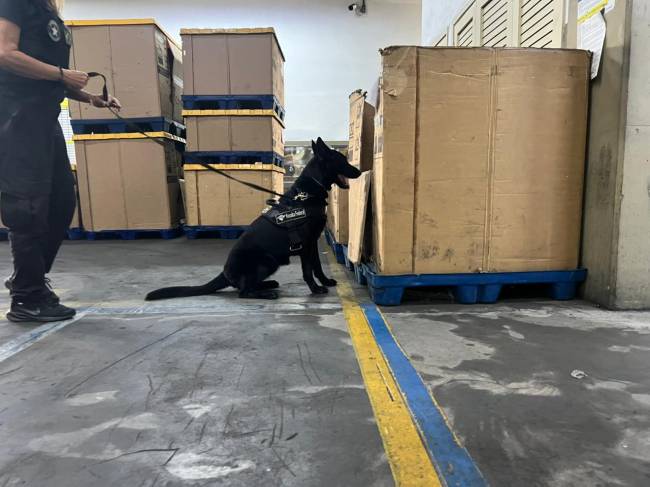 24062025 – Apreensão de armas e drogas nos Correios no RJ (5) A operação contou com o apoio do cão de faro Elektra.