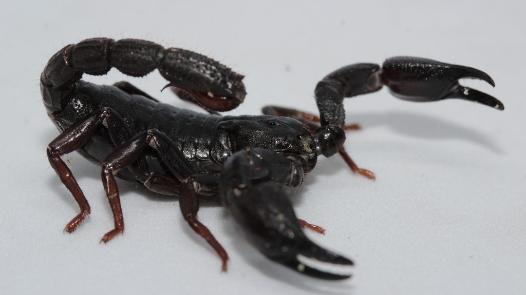 Escorpião Brotheas amazonicus