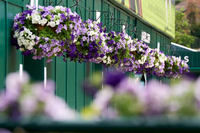 Previews: The Championships – Wimbledon 2025 LONDON, ENGLAND - JUNE 26: Flowers in bloom are ready for the start of The Championships - Wimbledon 2025 at All England Lawn Tennis and Croquet Club on June 26, 2025 in London, England. (Photo by Peter van den Berg/ISI Photos/ISI Photos via Getty Images)