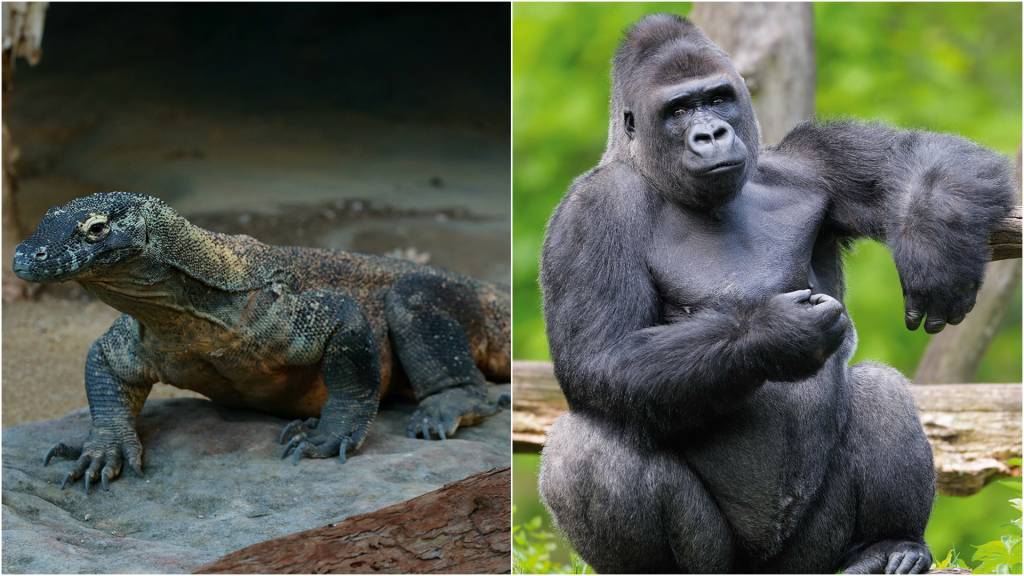 GettyImages-939421680.jpg AVANÇOS - Os membros espalhados dos lagartos, como o dragão-de-komodo, e a postura do gorila, que fica reto sobre as patas: a natureza sempre apostou na tentativa e no erro, em lição que devemos compreender e seguir ainda hoje