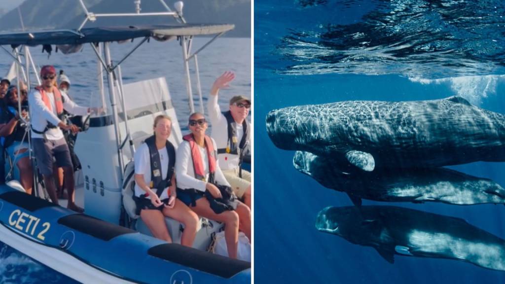 Língua dos animais: cientistas esperam falar “baleês” já em 2026