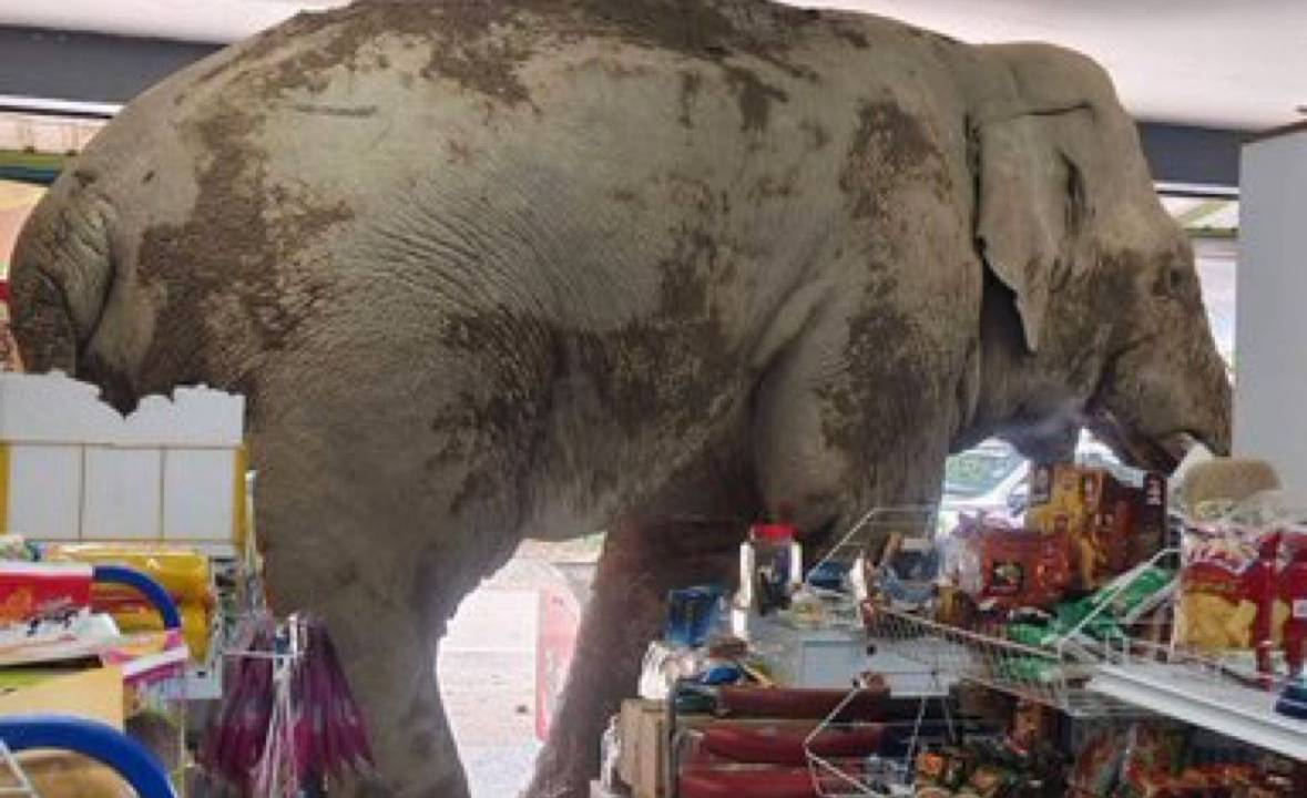 Elefante 'invade' loja de conveniência na Tailândia.