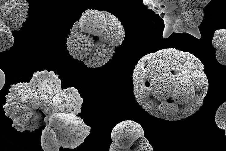 Os fósseis minúsculos que contam o passado e o futuro da vida marinha