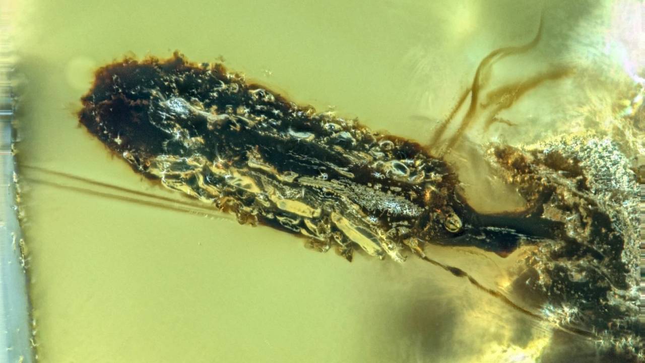 Fungo do gênero Paleoophiocordyceps se desenvolve a partir do corpo de uma pupa de formiga, preservada em âmbar datado de 99 milhões de anos, do período Cretáceo.