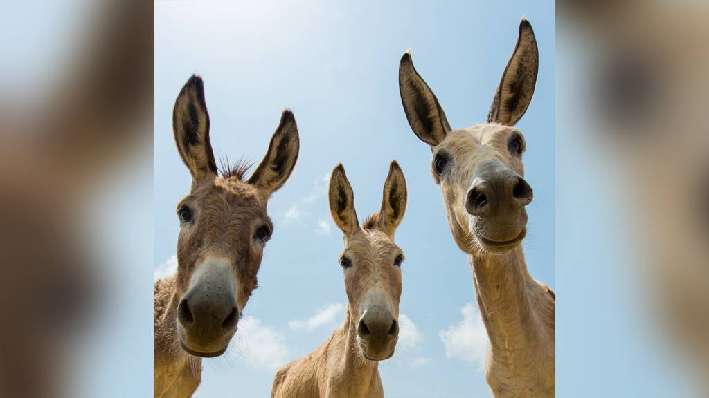 Uma tragédia no sertão: por que o jumento mobiliza, enfim, a sociedade