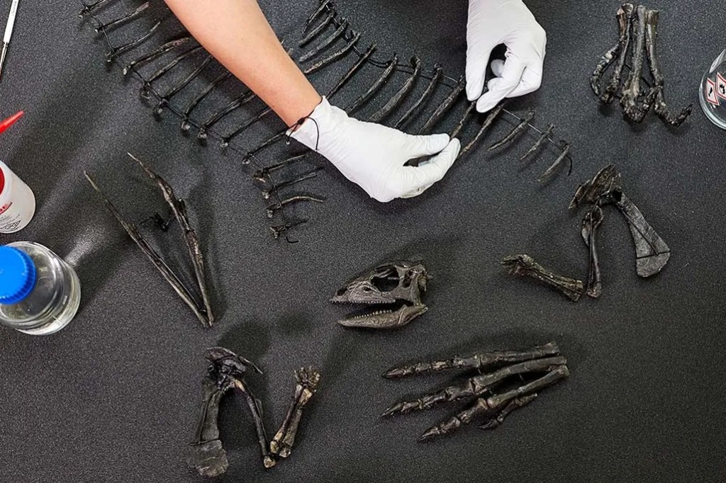 Fóssil de dinossauro do porte de um border collie é descoberto nos EUA