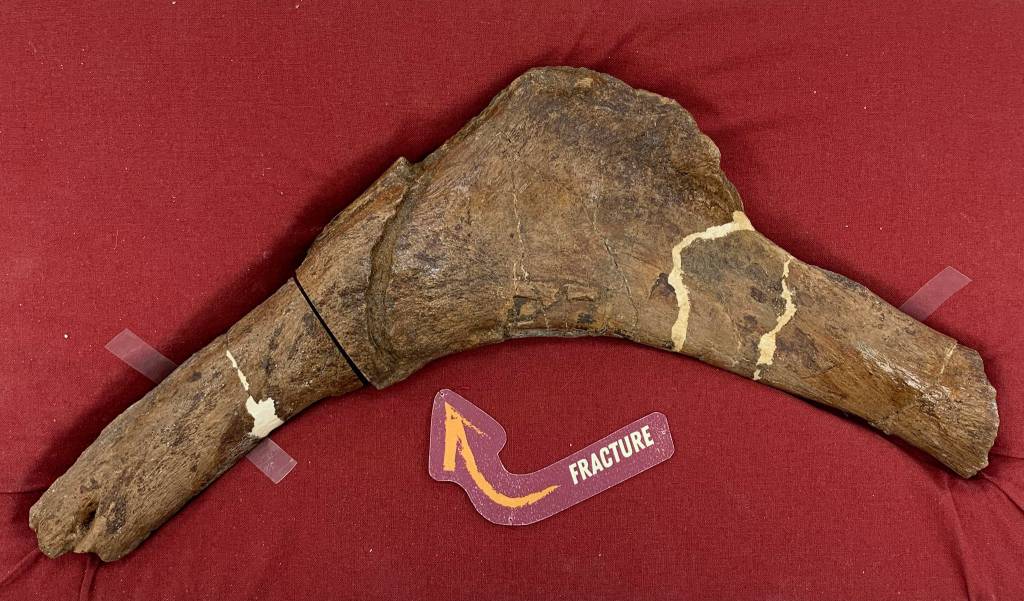 Costela fraturada de T-rex revela novidades sobre a recuperação de dinos após batalhas