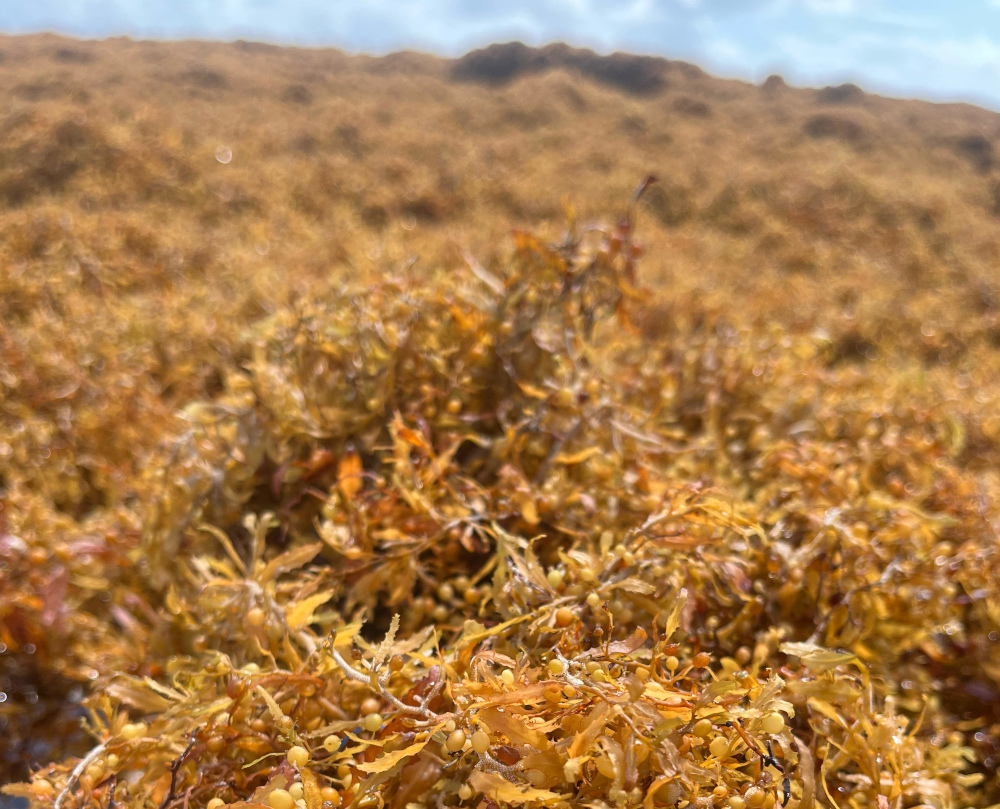 Pesquisadores aproveitam sargaço na fabricação de matéria-prima para construção civil