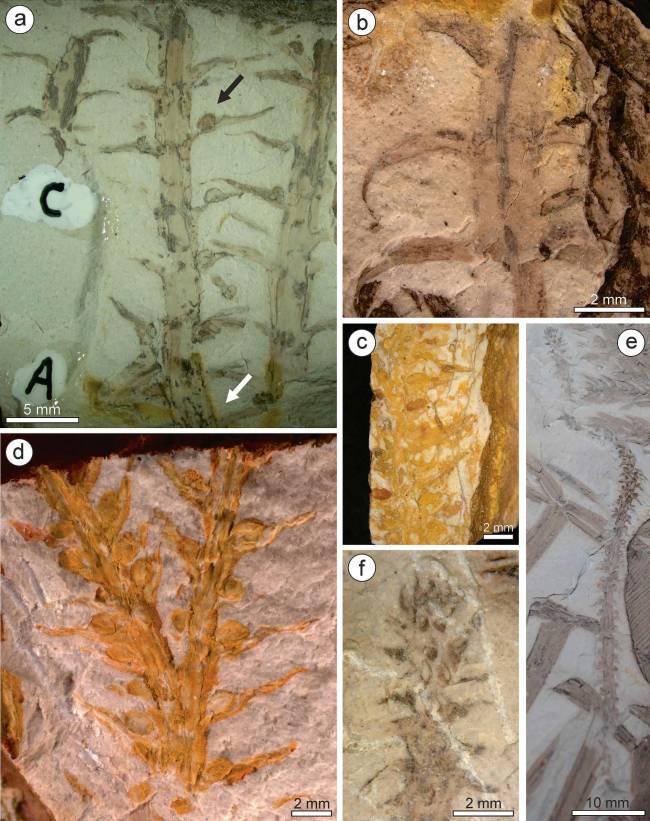 6_-Diferentes-vistas-do-material-estudado-_veja-a-legenda-no-texto-para-mais-contexto_-Crédito-Carni PALEONTOLOGIA: Franscinella riograndensis: nova interpretação revela planta de 296 milhões de anos da Bacia do Paraná com esporos preservados