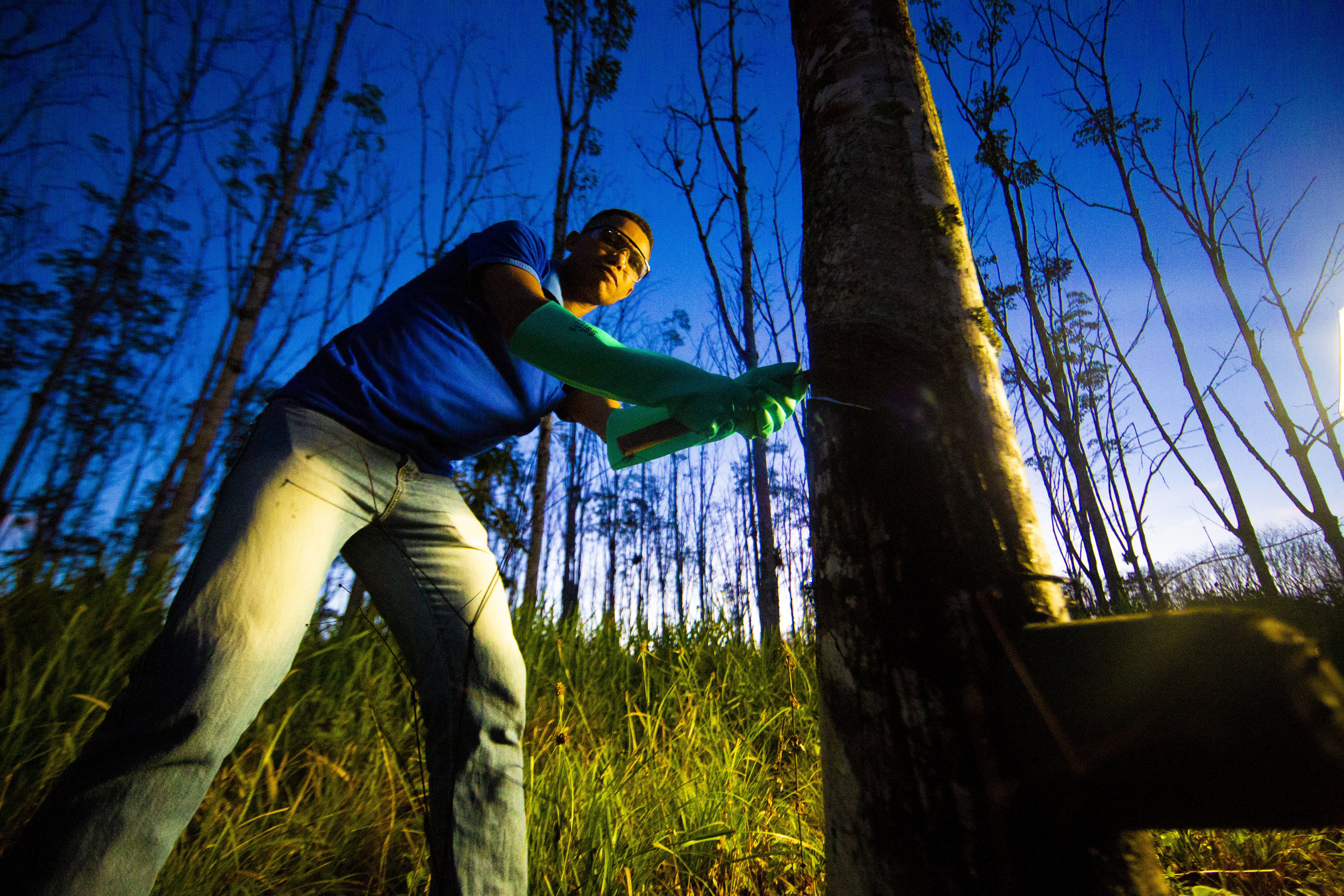 Extração de látex em seringueira da Reserva Ecológica: pesquisa descobriu linhagens mais resistente às pragas