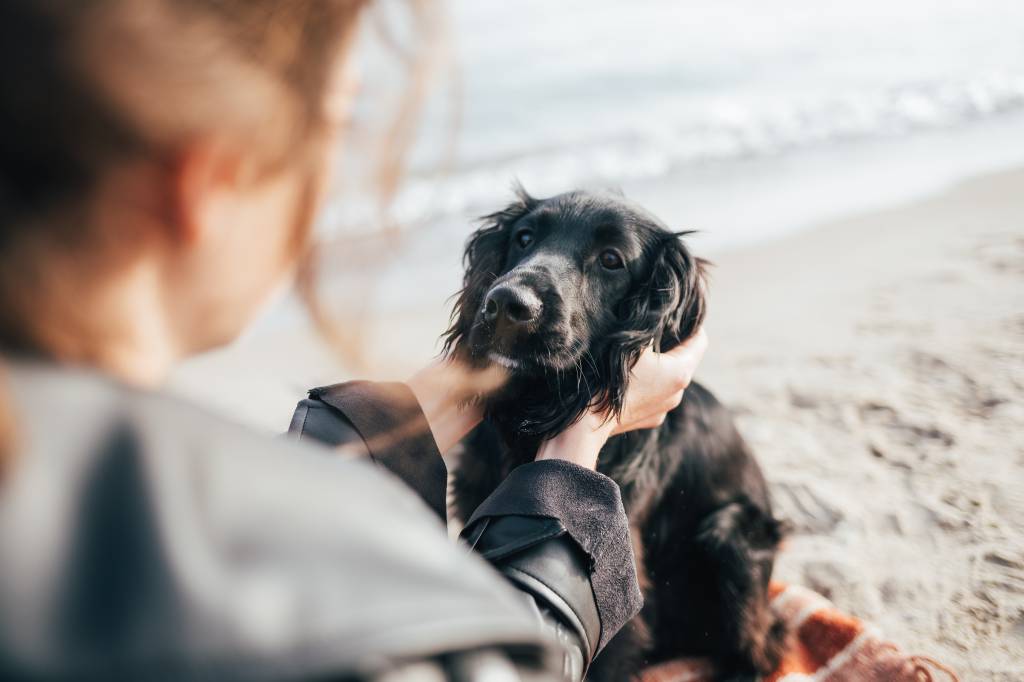 Cérebros caninos são programados para captar emoções humanas, mostra estudo
