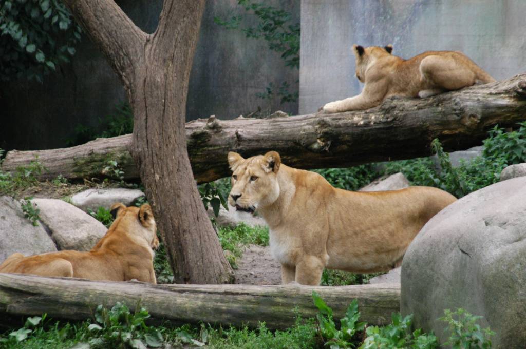 Zoológico é criticado por pedir doações de pets ‘indesejados’ para alimentar predadores