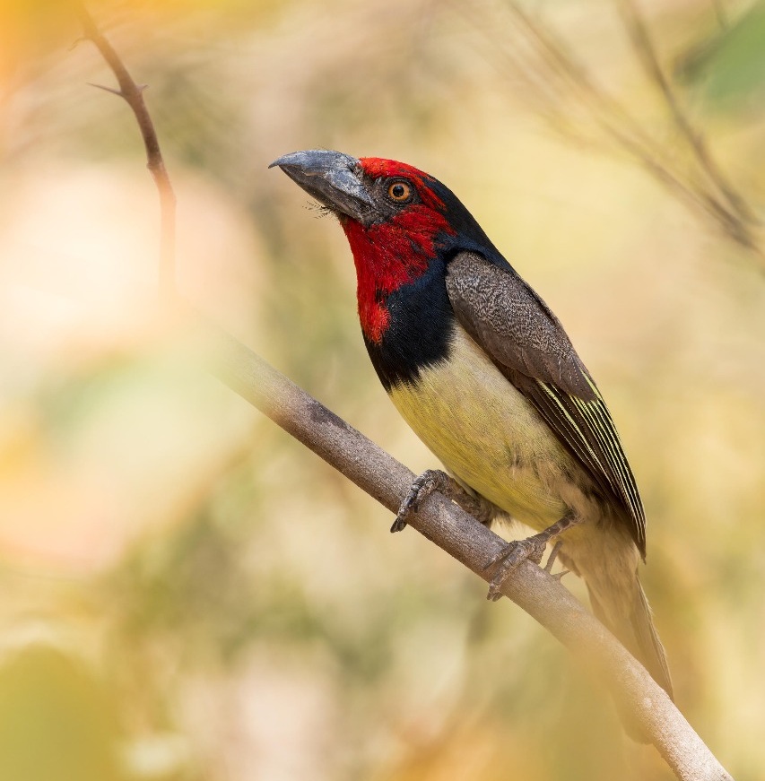 Ondas de calor já reduziram em até 38% as populações de aves tropicais, diz estudo
