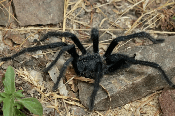 aranha com genitalia gigante