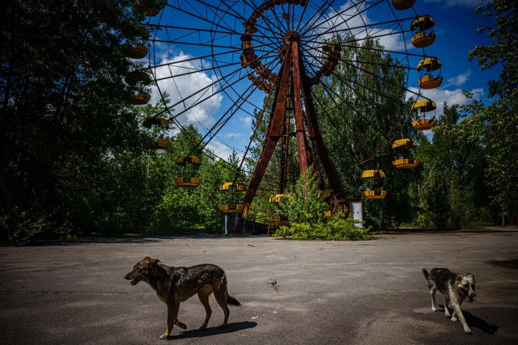 Cães de Chernobyl mostram resistência ao câncer após décadas sob radiação