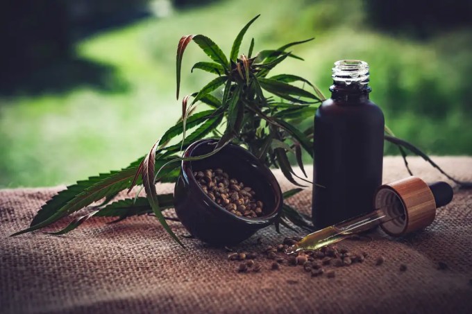 cannabis sativa