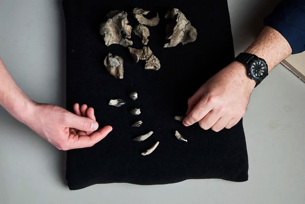Crânio parcial e dentes fossilizados do Janjucetus dullardi