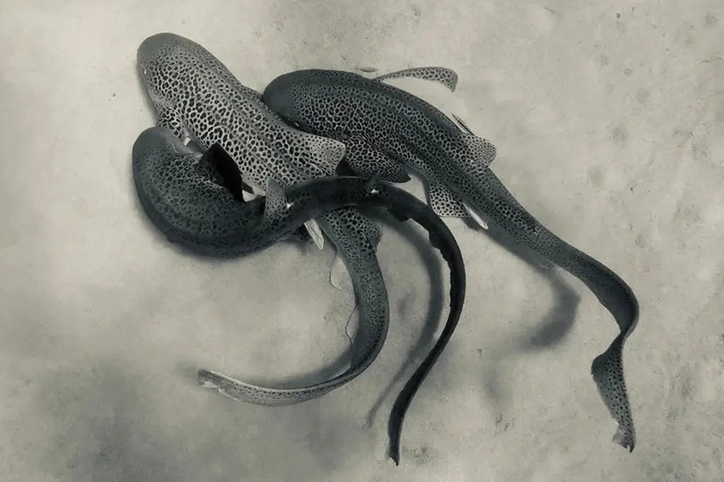 Tubarões são flagrados pela primeira vez fazendo sexo a três