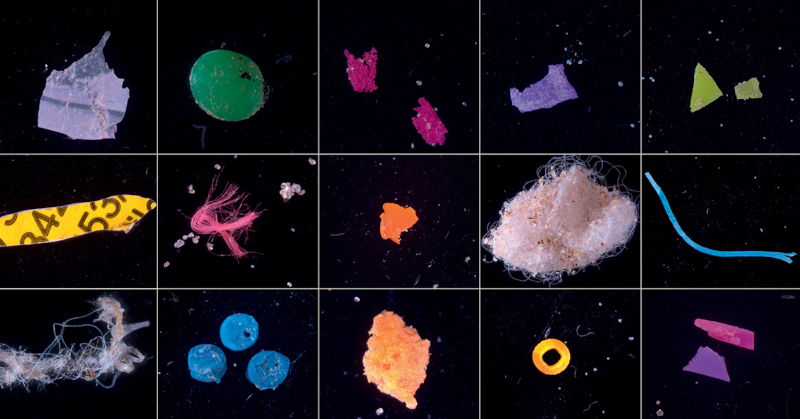 Contaminação de peixes por microplásticos ameaça a produção agrícola