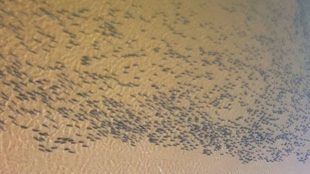 VÍDEO: Pescador flagra cardume gigante no Rio Araguaia e impressiona web