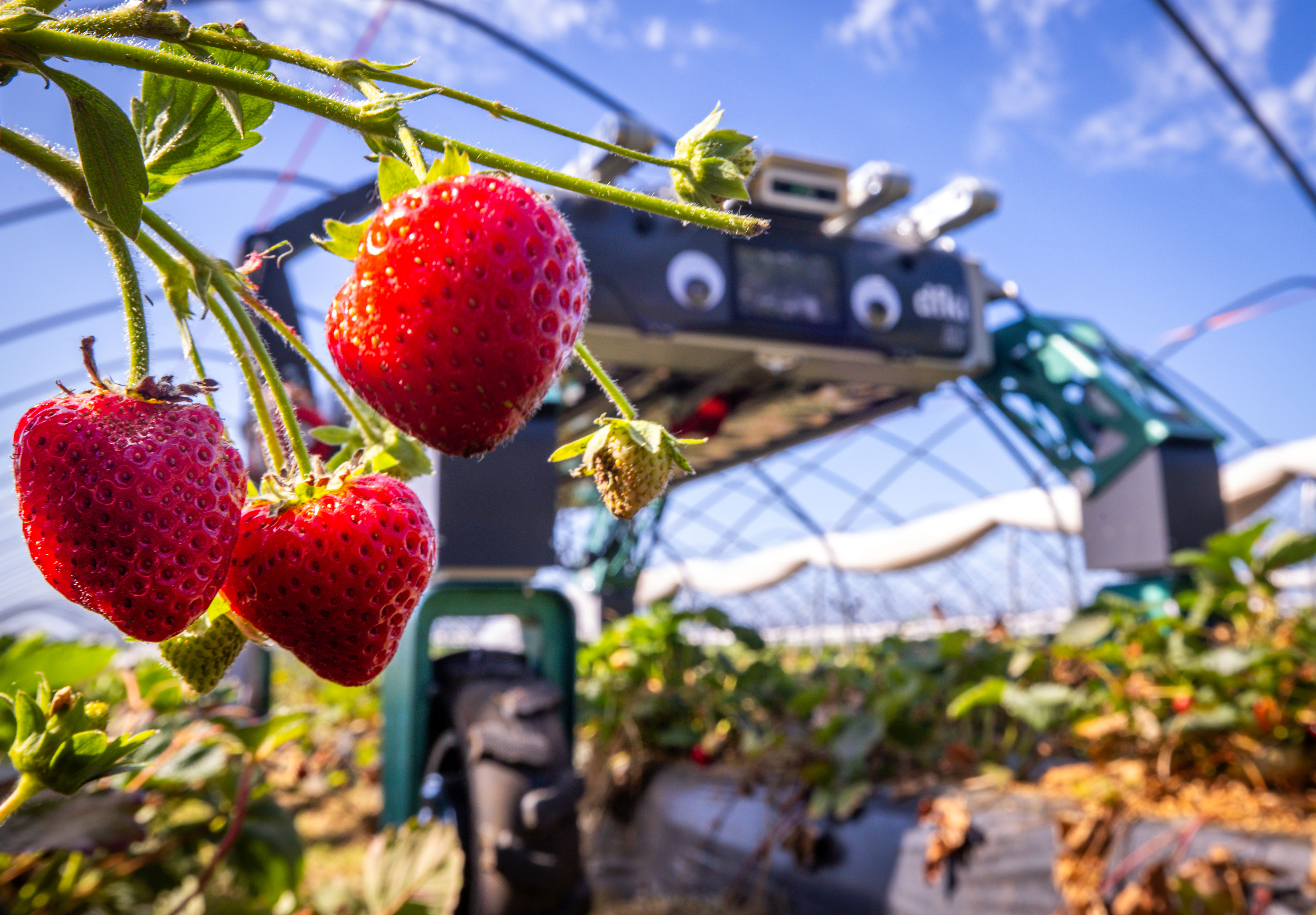 Robô que usa IA ajuda na colheita de morango na Alemanha