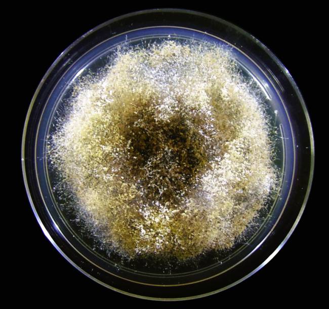 Colônia de Escovopsis sp. com produção de micélio aéreo e conídios, cultivada em placa de petri por sete dias