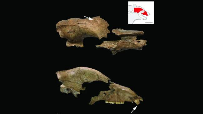 urso imperio romano Nemanja Marković et al; Antiquity Publications Ltd