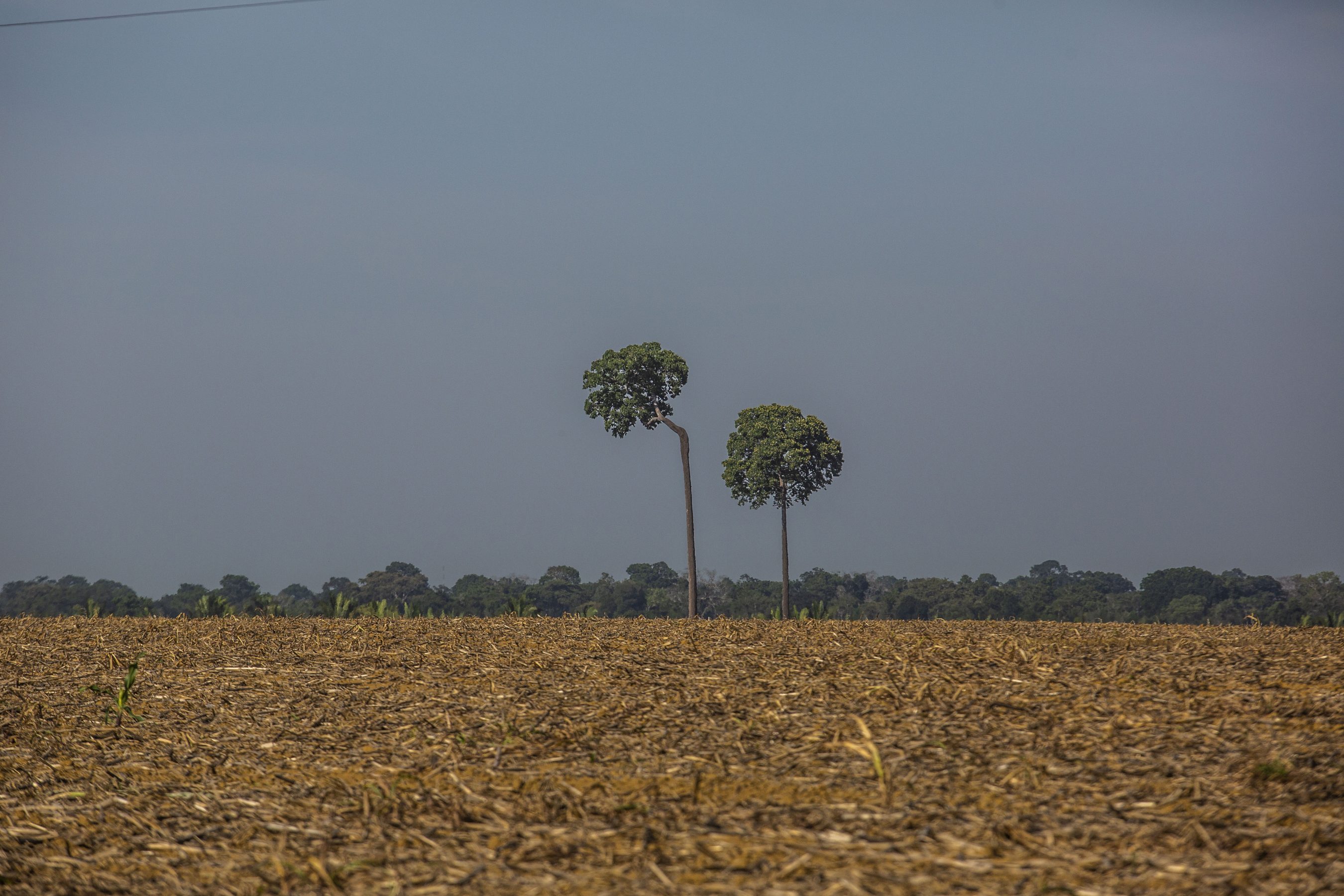 No entorno da Fazenda Manoa, em Cujubim, o cenário é desolador: floresta deu lugar a campos esturricados, utilizados para plantio de grãos e a pecuária