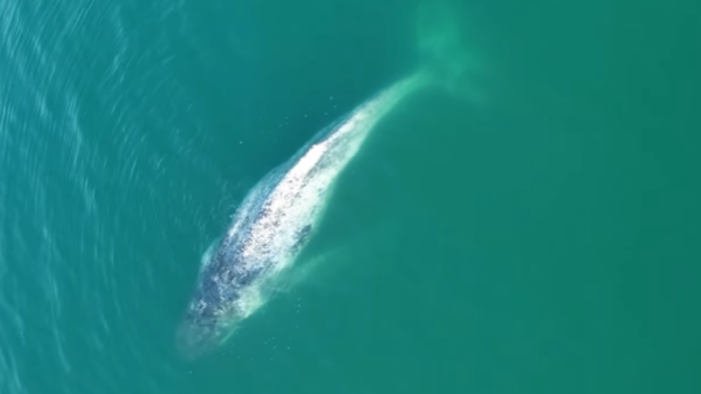 VÍDEO: Baleia-jubarte é vista ‘relaxando’ em Praia Grande (SP)