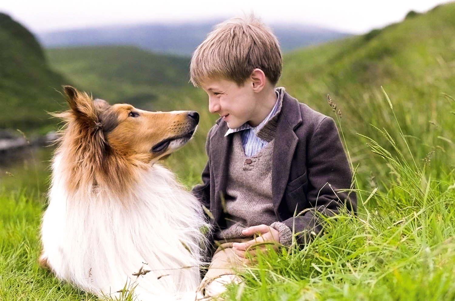 CLÁSSICO - Lassie: a raça rough collie estrelou diversos títulos e até mesmo uma série de televisão