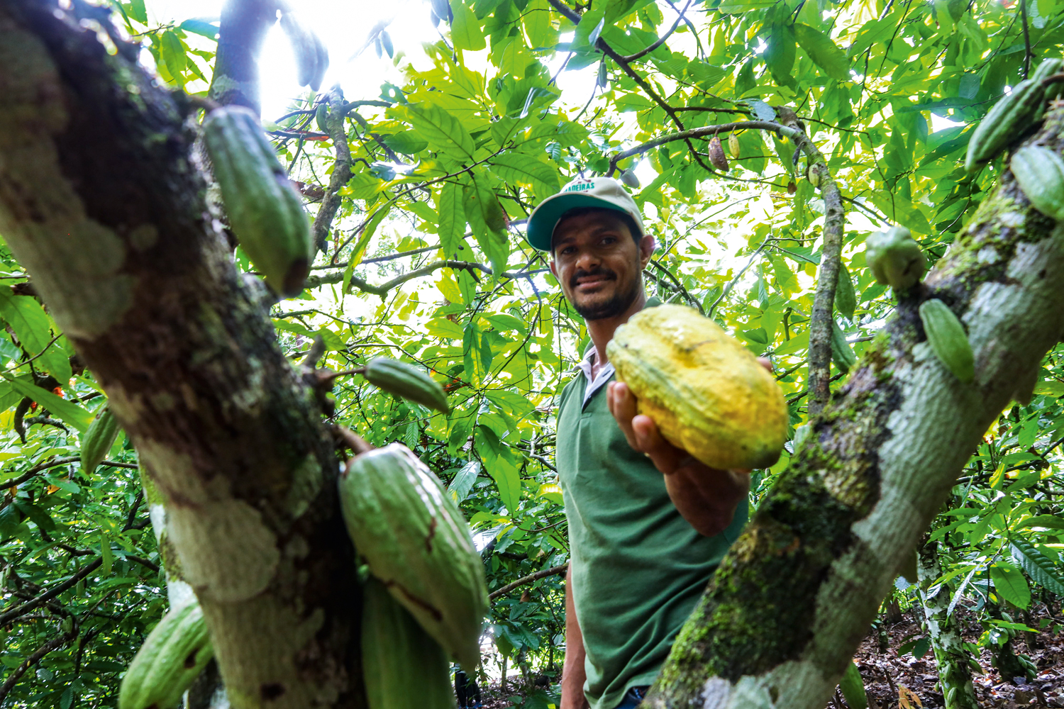 CONVIVÊNCIA - Cultivo de cacau integrado à mata no Pará: o Brasil já tem soluções sustentáveis, falta uma escala maior