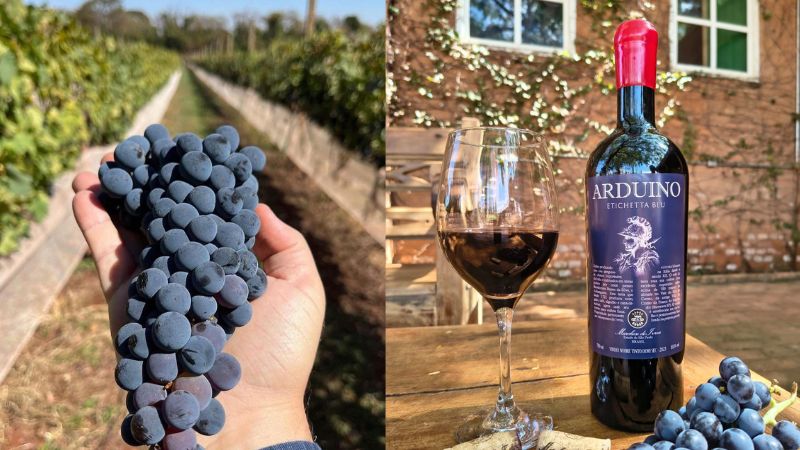 O milagre caipira do vinho feito com a mesma Sangiovese do famoso Brunello