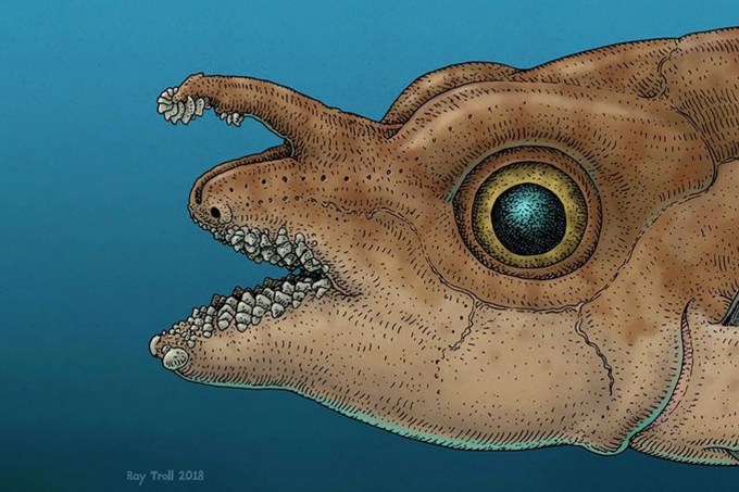 peixe dente na testa