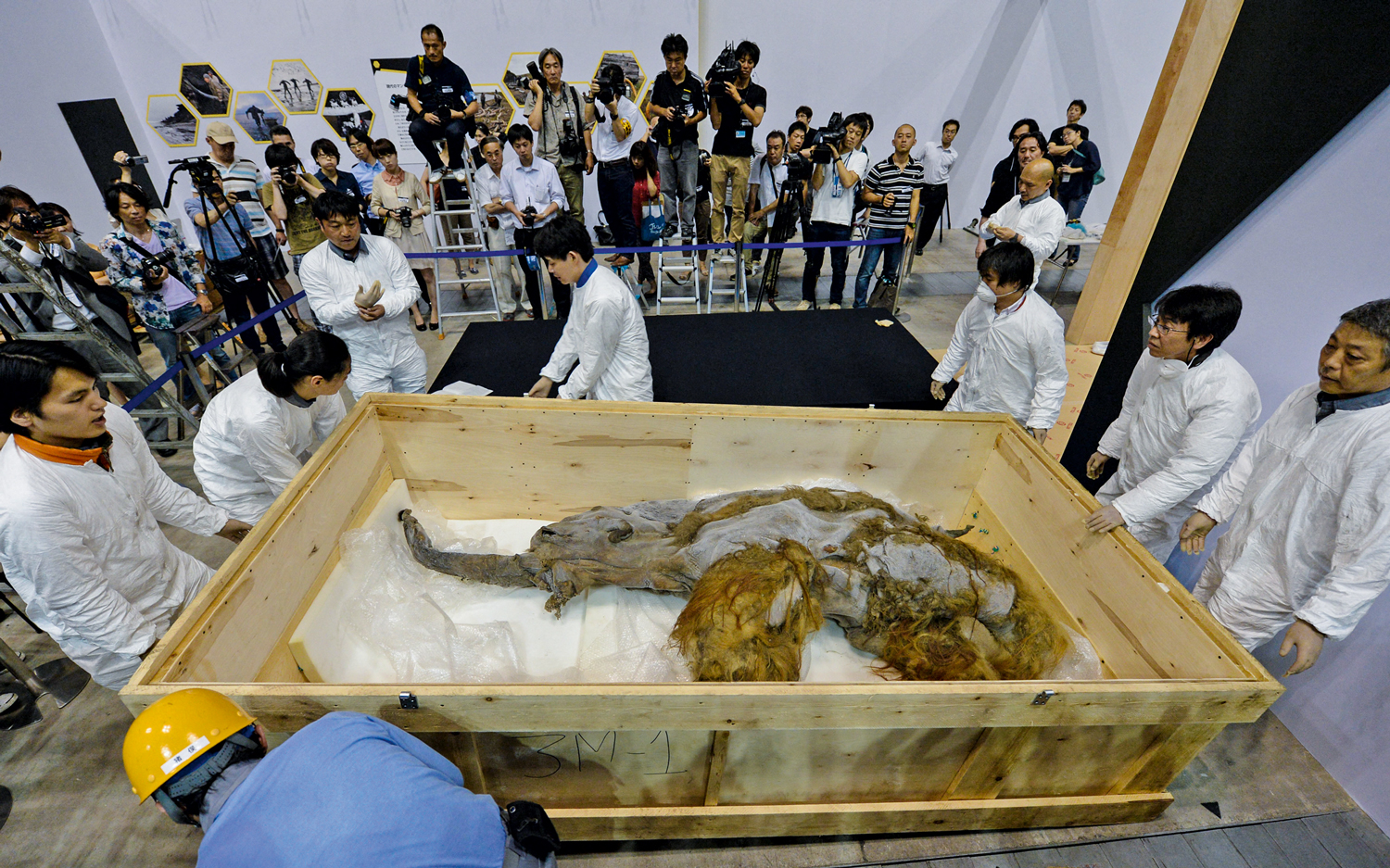 PISTAS - Yuka preservado: código genético revelou sinais de estresse