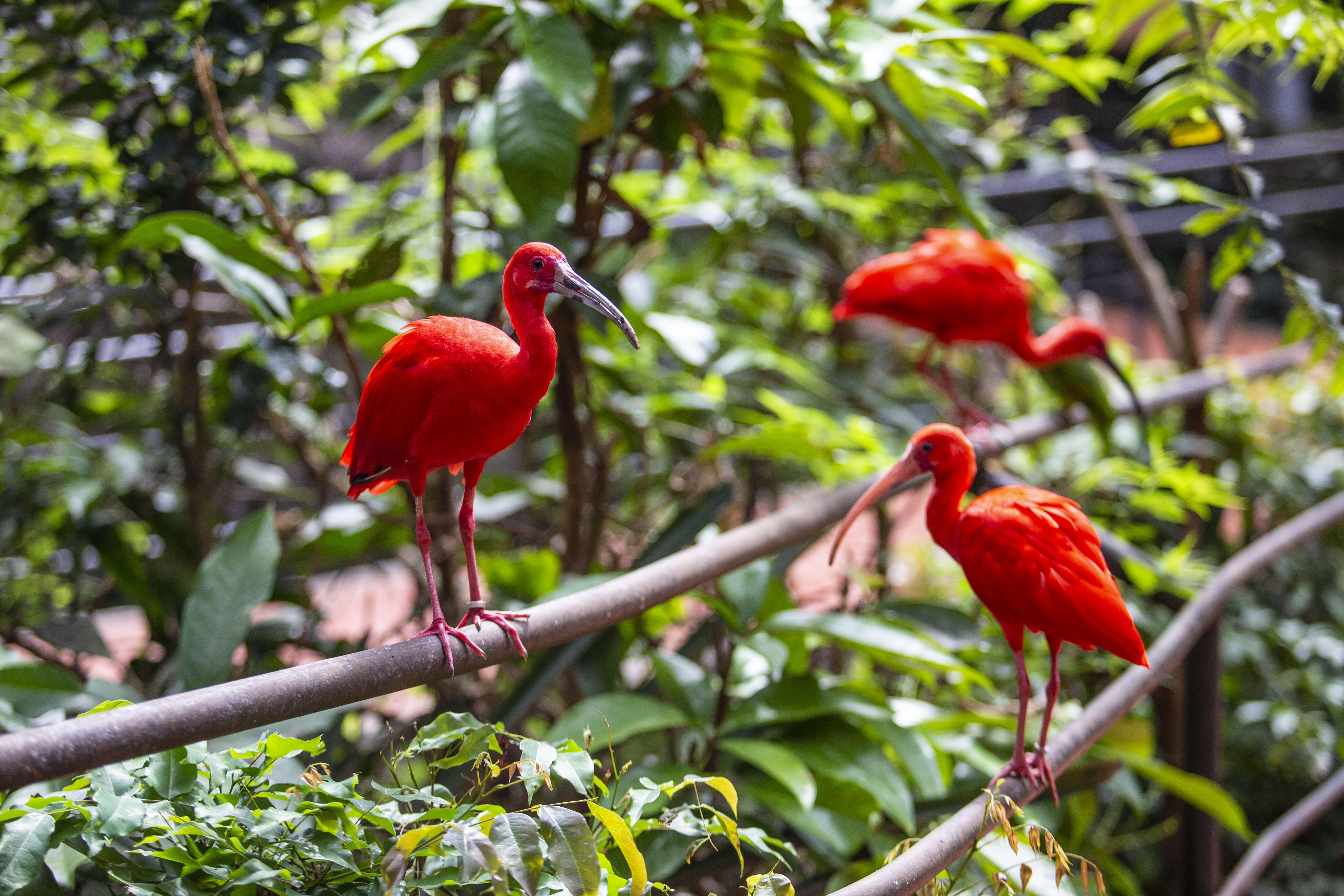 Aves da esp&eacute;cie &iacute;bis-vermelho, comum no Par&aacute;, s&atilde;o abundantes na Floresta de Caraj&aacute;s